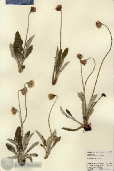 URN_catalog_HBHinton_herbarium_22827.jpg.jpg