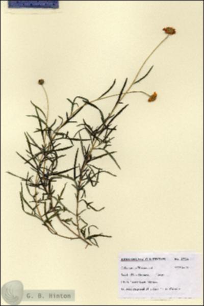 URN_catalog_HBHinton_herbarium_27736.jpg.jpg