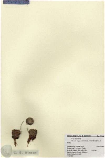 URN_catalog_HBHinton_herbarium_27344.jpg.jpg