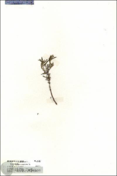 URN_catalog_HBHinton_herbarium_19686.jpg.jpg
