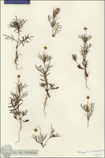 URN_catalog_HBHinton_herbarium_9113.jpg.jpg