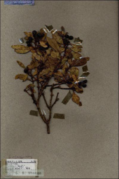 URN_catalog_HBHinton_herbarium_17500.jpg.jpg