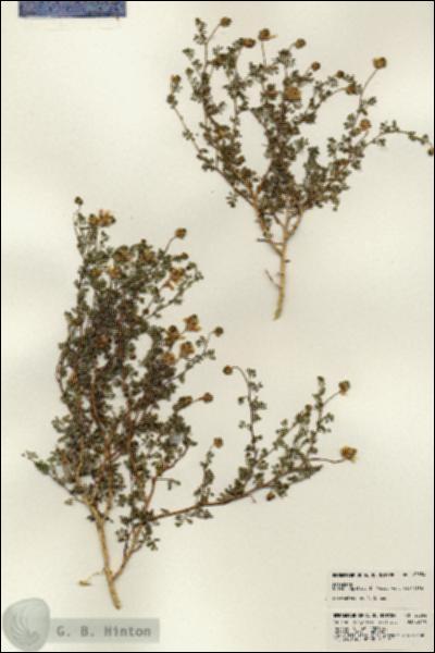 URN_catalog_HBHinton_herbarium_23354.jpg.jpg