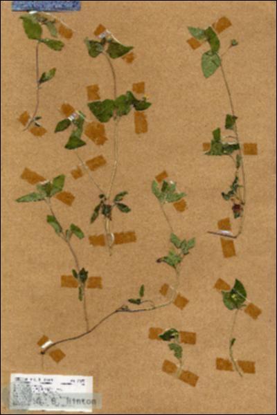 URN_catalog_HBHinton_herbarium_17693.jpg.jpg