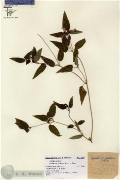 URN_catalog_HBHinton_herbarium_7490.jpg.jpg