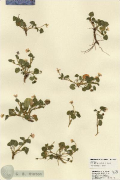 URN_catalog_HBHinton_herbarium_22841.jpg.jpg
