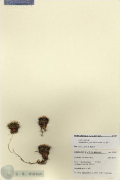 URN_catalog_HBHinton_herbarium_27787.jpg.jpg