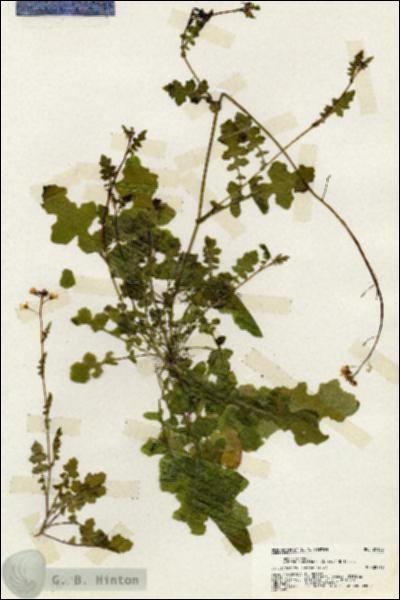 URN_catalog_HBHinton_herbarium_20103.jpg.jpg