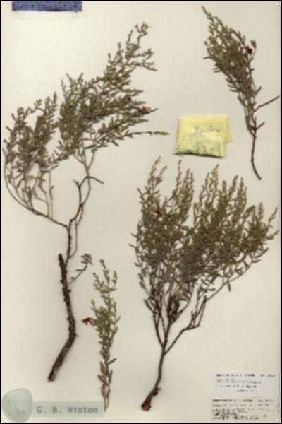 URN_catalog_HBHinton_herbarium_25718.jpg.jpg