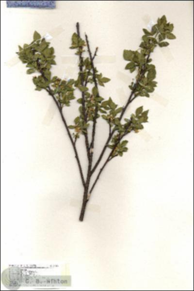 URN_catalog_HBHinton_herbarium_19384.jpg.jpg