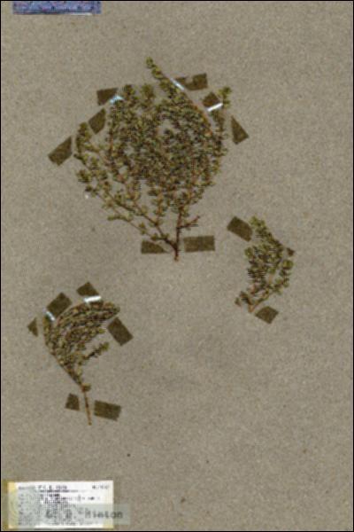 URN_catalog_HBHinton_herbarium_19512.jpg.jpg
