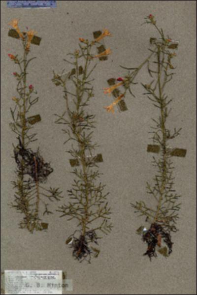URN_catalog_HBHinton_herbarium_18736.jpg.jpg