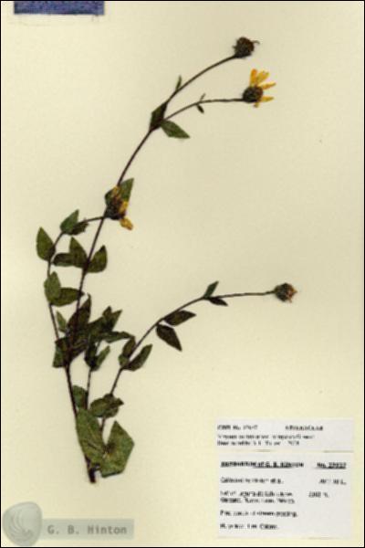 URN_catalog_HBHinton_herbarium_27937.jpg.jpg