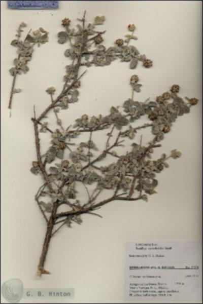 URN_catalog_HBHinton_herbarium_27376.jpg.jpg
