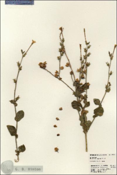 URN_catalog_HBHinton_herbarium_23774.jpg.jpg
