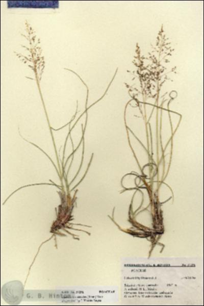 URN_catalog_HBHinton_herbarium_27291.jpg.jpg