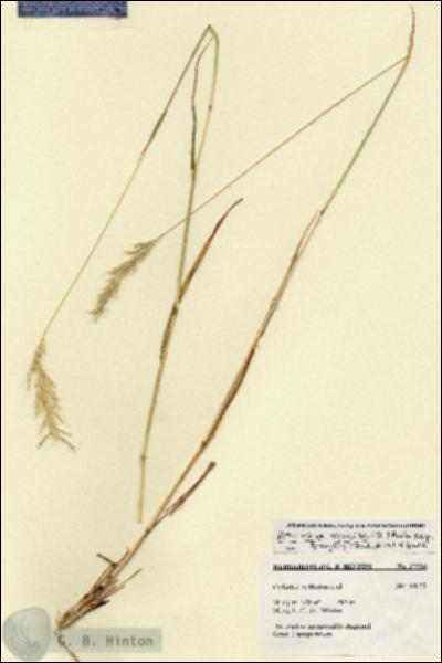 URN_catalog_HBHinton_herbarium_27526.jpg.jpg