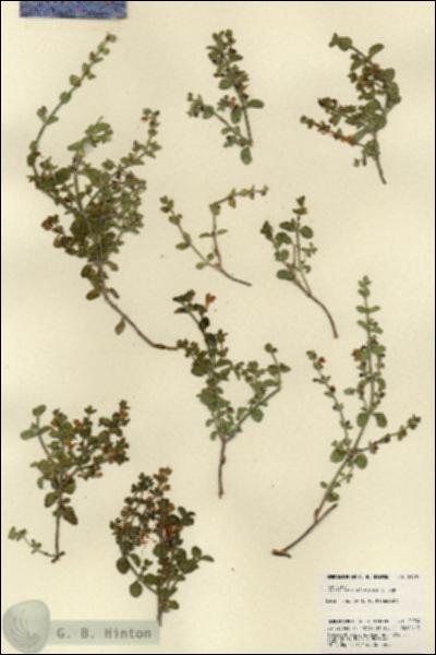 URN_catalog_HBHinton_herbarium_21994.jpg.jpg