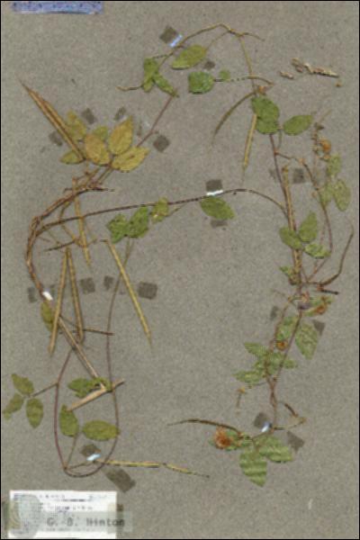 URN_catalog_HBHinton_herbarium_17677.jpg.jpg