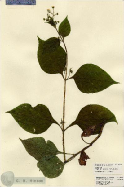 URN_catalog_HBHinton_herbarium_23493.jpg.jpg