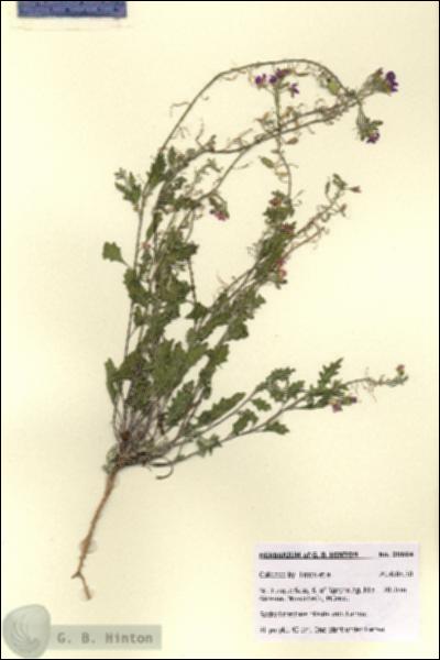 URN_catalog_HBHinton_herbarium_28694.jpg.jpg