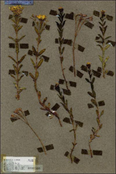 URN_catalog_HBHinton_herbarium_17878.jpg.jpg