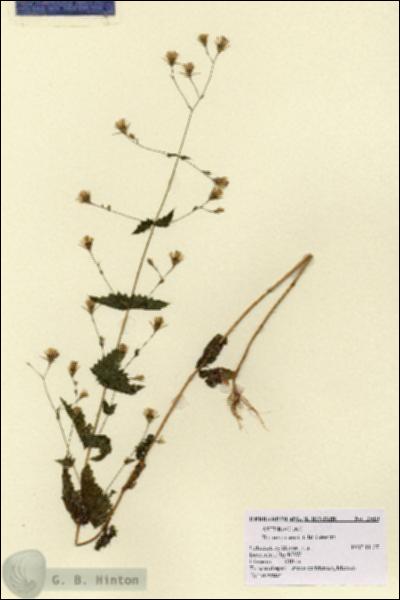 URN_catalog_HBHinton_herbarium_2510.jpg.jpg