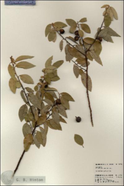URN_catalog_HBHinton_herbarium_24554.jpg.jpg