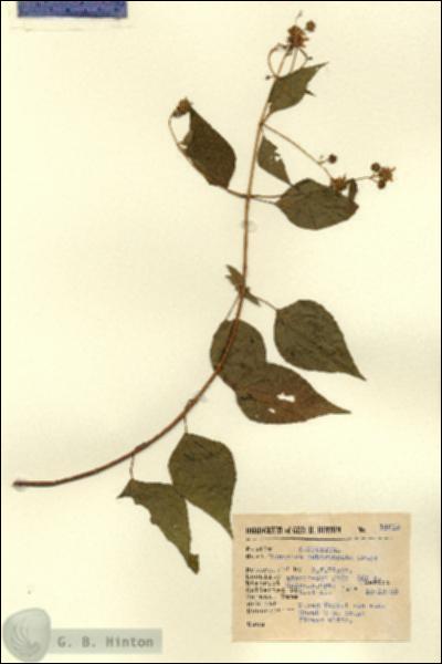 URN_catalog_HBHinton_herbarium_14618.jpg.jpg