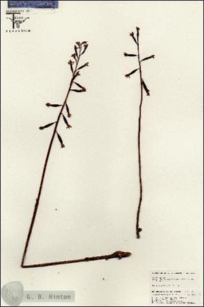 URN_catalog_HBHinton_herbarium_25557.jpg.jpg