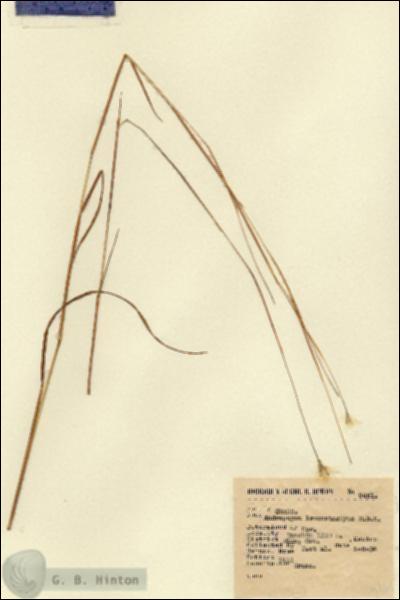 URN_catalog_HBHinton_herbarium_9461.jpg.jpg