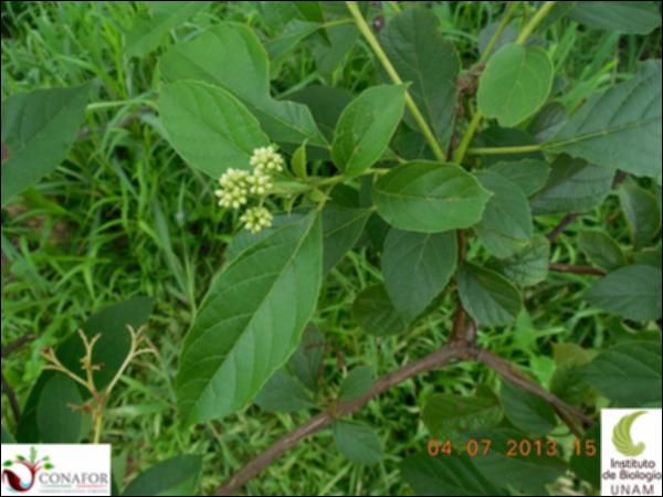 75516_S4_HJ1_20130704_001_001.jpg.jpg