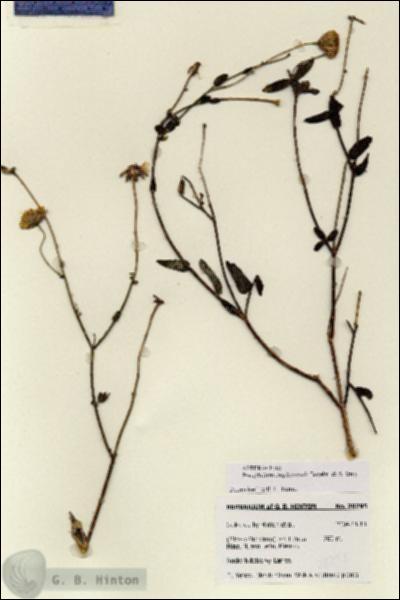 URN_catalog_HBHinton_herbarium_28295.jpg.jpg