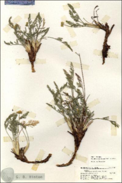 URN_catalog_HBHinton_herbarium_20151.jpg.jpg