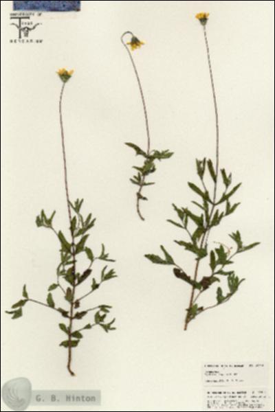 URN_catalog_HBHinton_herbarium_25514.jpg.jpg