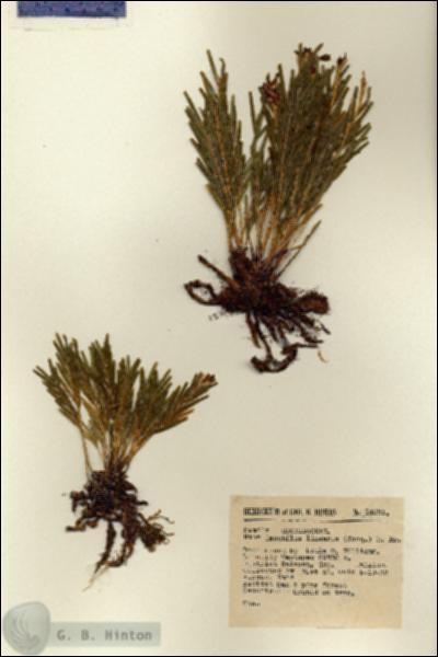 URN_catalog_HBHinton_herbarium_14281.jpg.jpg