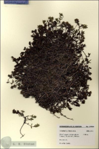 URN_catalog_HBHinton_herbarium_27934.jpg.jpg