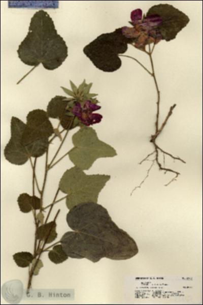 URN_catalog_HBHinton_herbarium_21457.jpg.jpg