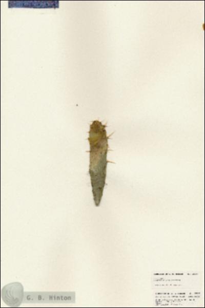 URN_catalog_HBHinton_herbarium_25256.jpg.jpg