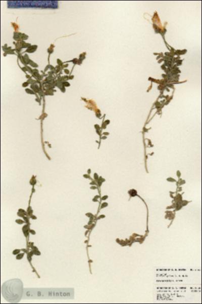 URN_catalog_HBHinton_herbarium_24365.jpg.jpg