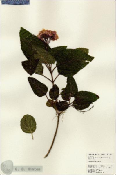 URN_catalog_HBHinton_herbarium_25076.jpg.jpg