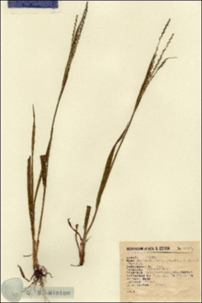 URN_catalog_HBHinton_herbarium_6517.jpg.jpg