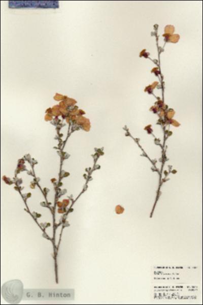URN_catalog_HBHinton_herbarium_23342.jpg.jpg