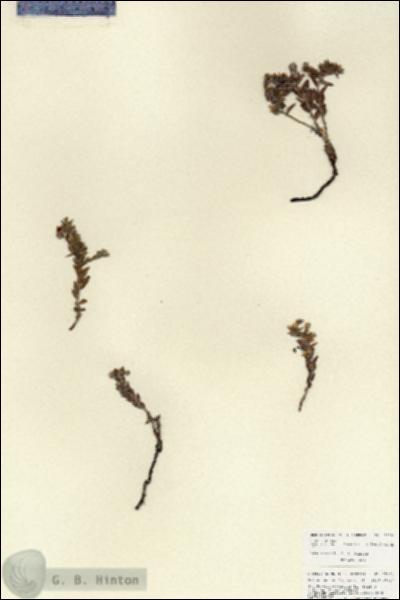 URN_catalog_HBHinton_herbarium_27101.jpg.jpg