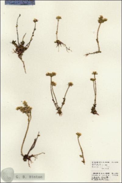 URN_catalog_HBHinton_herbarium_21692.jpg.jpg