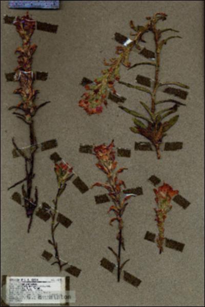 URN_catalog_HBHinton_herbarium_18235.jpg.jpg