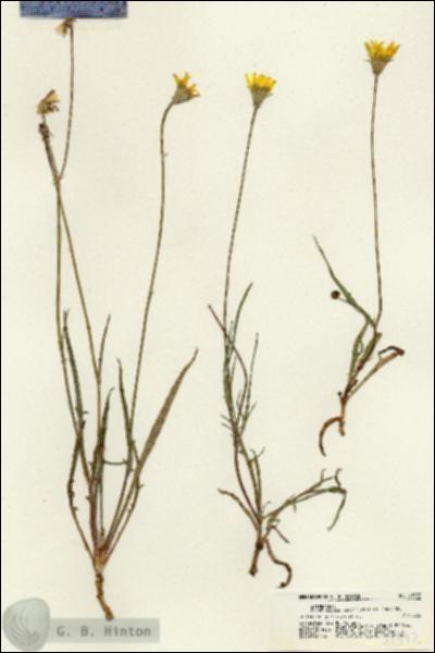 URN_catalog_HBHinton_herbarium_21372.jpg.jpg