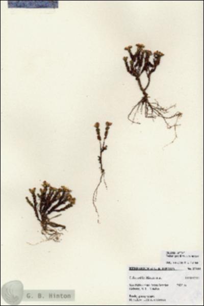 URN_catalog_HBHinton_herbarium_27184.jpg.jpg