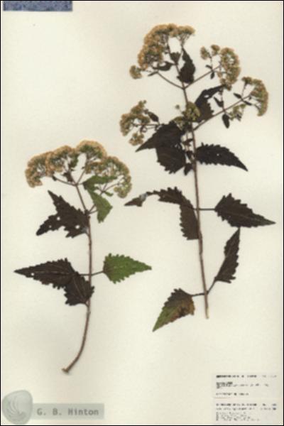 URN_catalog_HBHinton_herbarium_25020.jpg.jpg