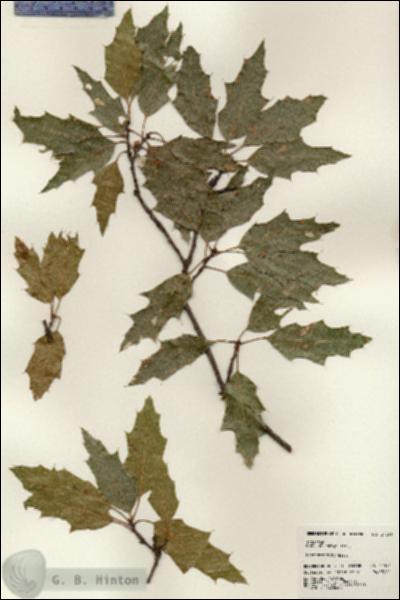 URN_catalog_HBHinton_herbarium_24551.jpg.jpg